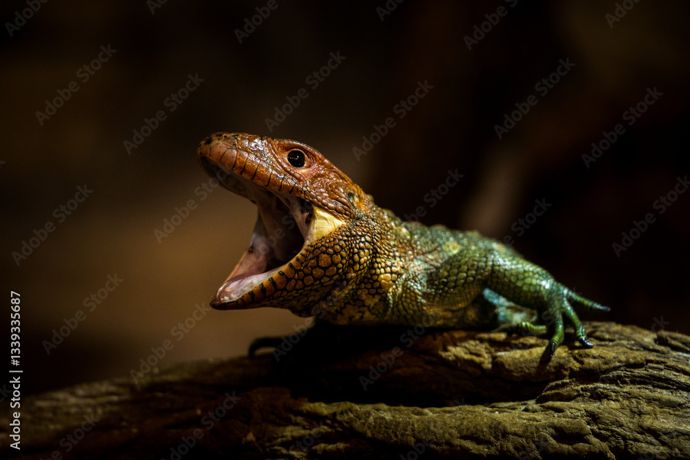 Obraz premium dracena crocodile lizard from the zoo