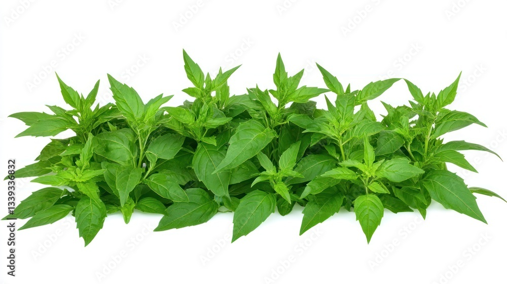 Obraz premium Fresh Green Basil Herb, Culinary Herb, Aromatic Leaves, Healthy Ingredient, Isolated White Background