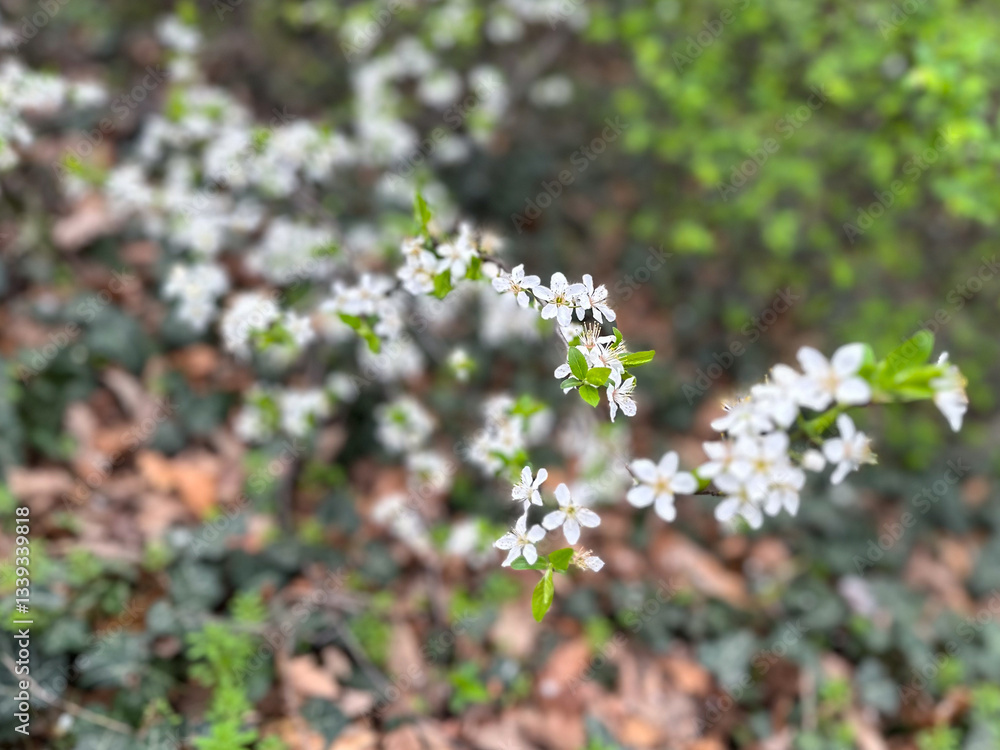 White blossoms covering tree branches in a spring season forest. Concept of renewal nature, growth and seasonal transformation White blossoms covering tree branches in a spring season forest. Concept of renewal nature, growth and seasonal transformation