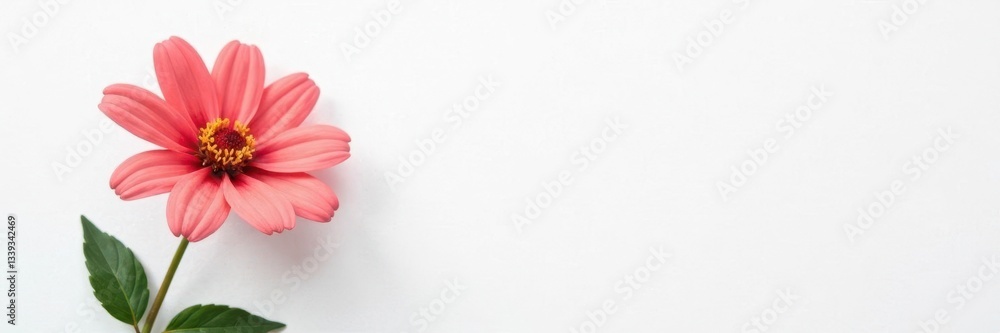 A solitary flower on white background with subtle texture, garden, textured, bloom A solitary flower on white background with subtle texture, garden, textured, bloom