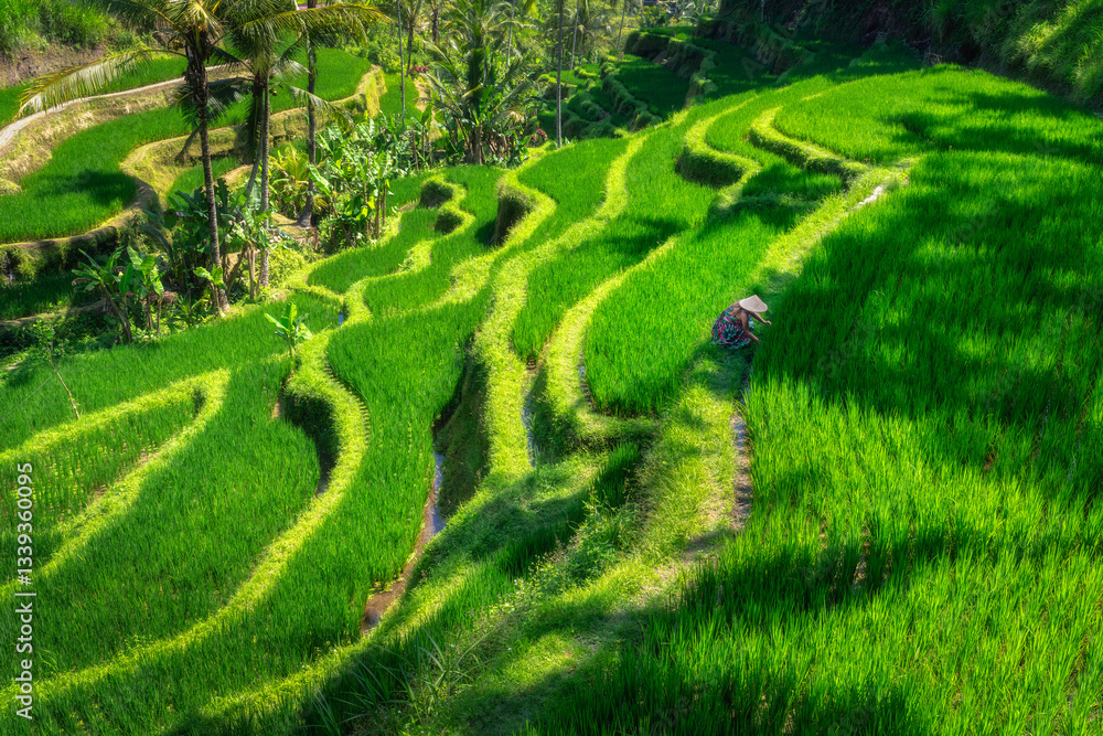 Breathtaking view of terraced rice fields and female farmer, showcasing vibrant green hues and intricate patterns, highlighting agricultural beauty, Ubud, Bali, Indonesia