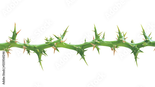 Close-up shot of a section of a green thorny vine branch isolated against a pure white background. The image shows sharp thorns evenly spaced along the length of the vine.  The focus is crisp,