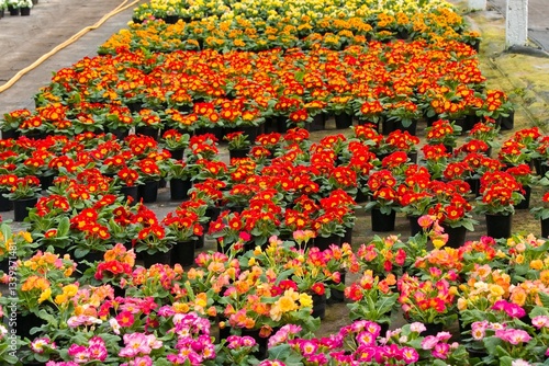A huge number of spring colorful primroses await buyers in the spring in the greenhouses of the garden center
