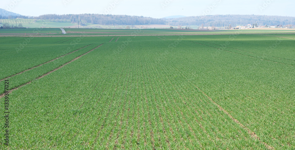 Obraz premium Ackerbau im Frühjahr, Sprießendes Getreide auf dem Acker im März. Ausgehendes grünes Getreide auf einem Feld in der Schweiz, Getreidefeld Anbau
