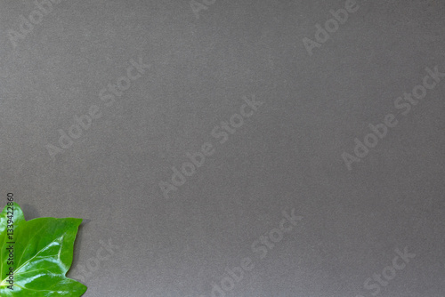 A single green ivy leaf on a dark gray background. The minimalist composition highlights contrast, nature’s beauty, and freshness. Perfect for eco, wellness, and seasonal themes. photo