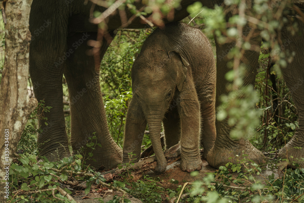 Sri Lankan elephant calf (Elephas maximus maximus) seeking shelter under its mother in Yala National Park, South Coast,. This touching moment highlights the strong bond between mother and baby
