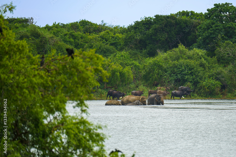 Sri Lankan elephants (Elephas maximus maximus) and wild water buffalo (Bubalus arnee) bathing in a lake in Yala National Park, This scene highlights the coexistence of diverse wildlife