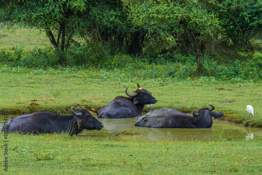 The image captures wild water buffalo (Bubalus arnee) cooling off in a muddy pool in Yala National Park, South Coast, Sri Lanka. These large bovines play a crucial role in the ecosystem