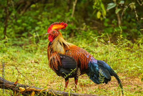 Obraz na płótnie Sri Lankan junglefowl (Gallus lafayettii), the national bird of Sri Lanka, standing in the wild at Yala National Park, South Coast. Its vibrant plumage and striking comb make it a unique species w salonie