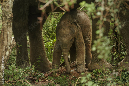Obraz na płótnie Sri Lankan elephant calf (Elephas maximus maximus) seeking shelter under its mother in Yala National Park, South Coast,. This touching moment highlights the strong bond between mother and baby w salonie