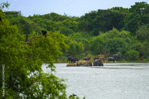 Obraz na płótnie Sri Lankan elephants (Elephas maximus maximus) and wild water buffalo (Bubalus arnee) bathing in a lake in Yala National Park, This scene highlights the coexistence of diverse wildlife w salonie