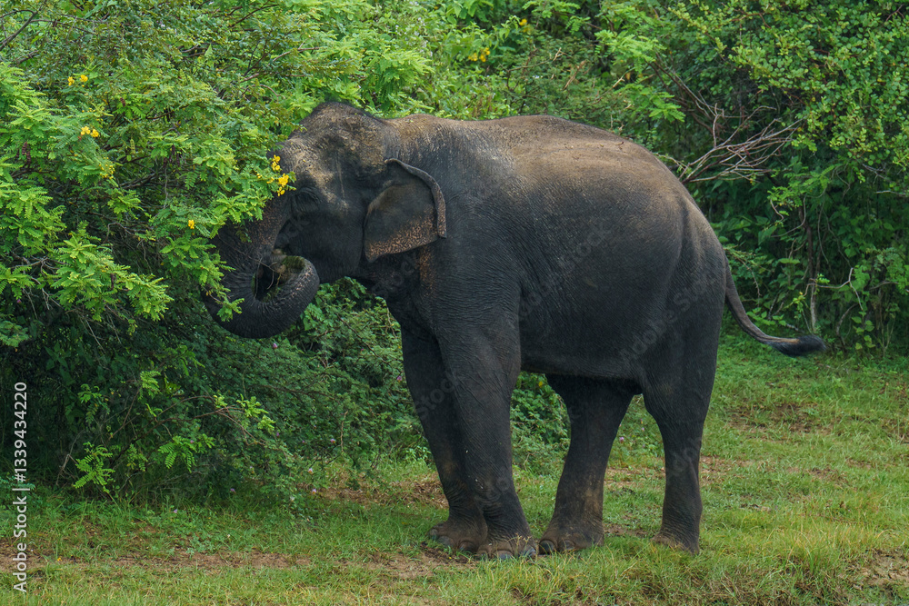 Sri Lankan elephant (Elephas maximus maximus) feeding on lush vegetation in Yala National Park, South Coast, Sri Lanka. This majestic herbivore plays a vital role in the park’s