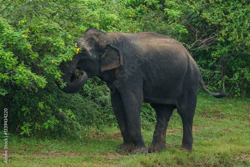 Obraz na płótnie Sri Lankan elephant (Elephas maximus maximus) feeding on lush vegetation in Yala National Park, South Coast, Sri Lanka. This majestic herbivore plays a vital role in the park’s w salonie