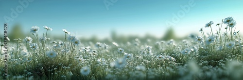 Daisies Bloom in a Green Field With Mountains in Background on Summer Day