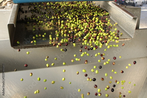 raccolta delle olive e lavoro al frantoio per la produzione dell'olio evo