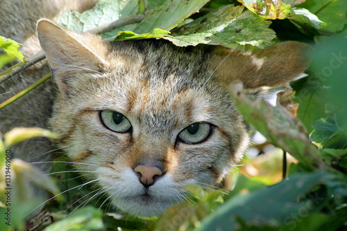 Photography Eine Wildkatze aus dem Hunsrück in Rheinland-Pfalz