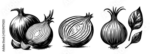 vector illustration of onions set in vintage black and white engraving style