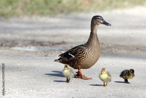 Canvastavla Maman cane et ses canetons