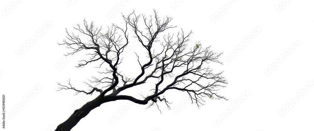 Fototapeta premium A lone tree, branches reaching skyward, stark white background, art, white background