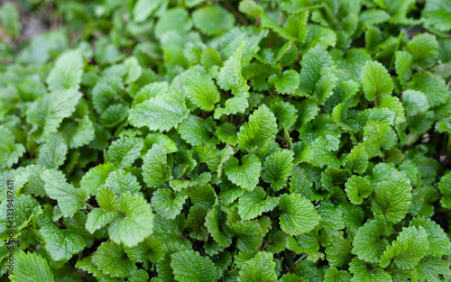 Lemon balm, Melissa officinalis - is a perennial herb plant in the mint family.  The leaves have a mild lemon scent and are used in herbal tea.