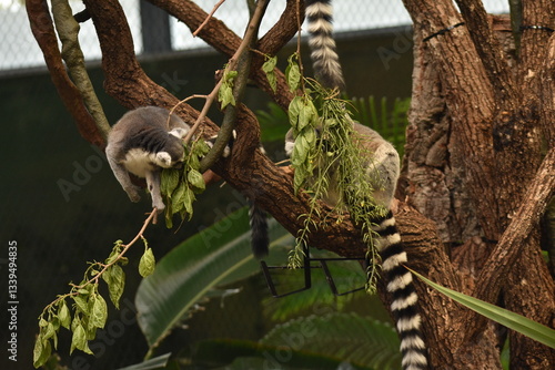 Photography lemurs on tree