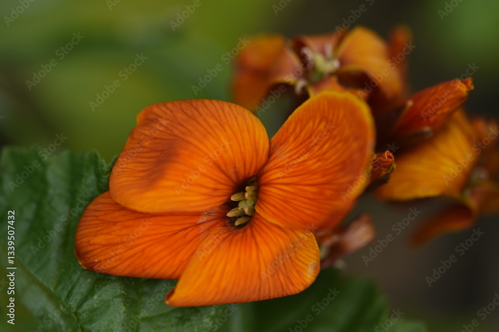 orange flower in the garden orange flower in the garden