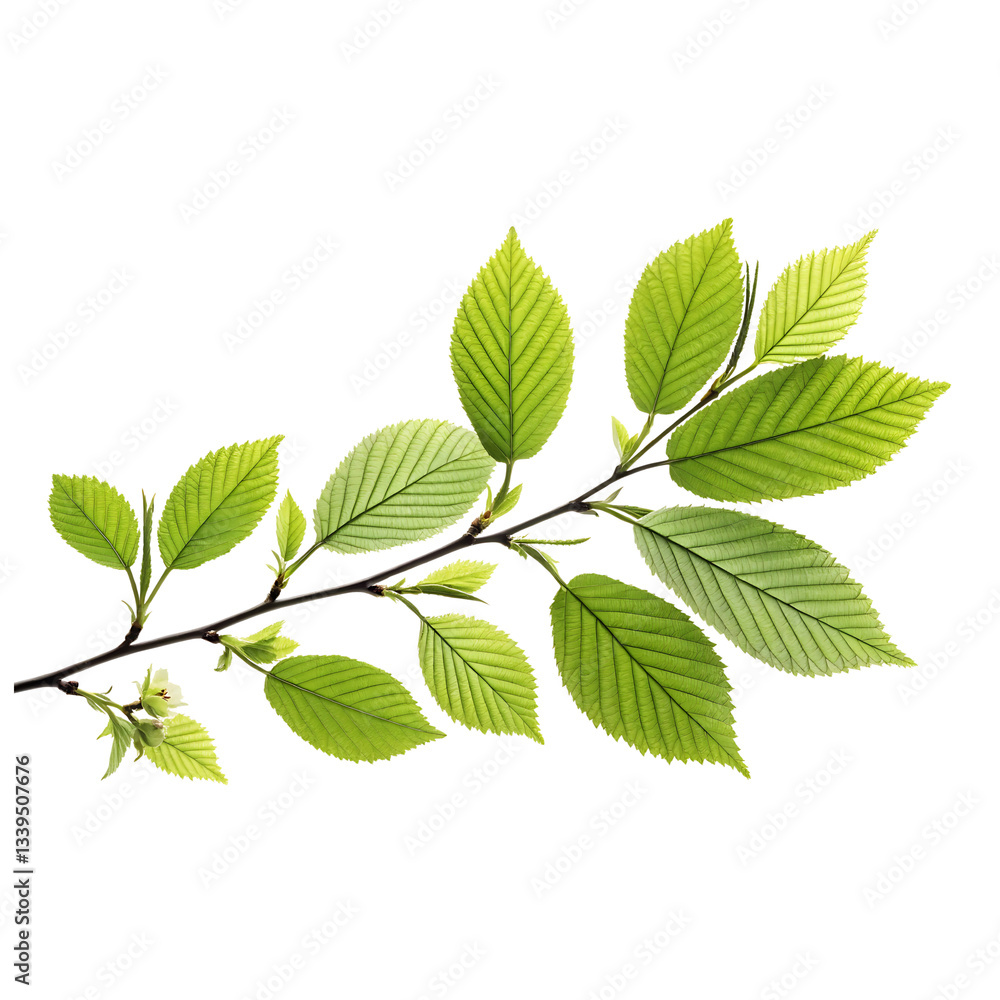 Green leaves isolated on white background with fresh spring foliage Green leaves isolated on white background with fresh spring foliage