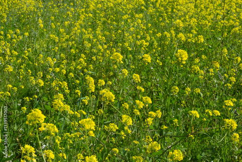 Spring flowering of yellow flowers