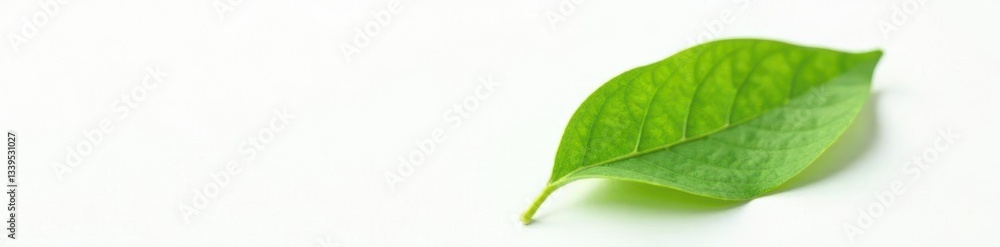 Obraz premium A single leaf isolated on a white background with subtle texture, background, leaf