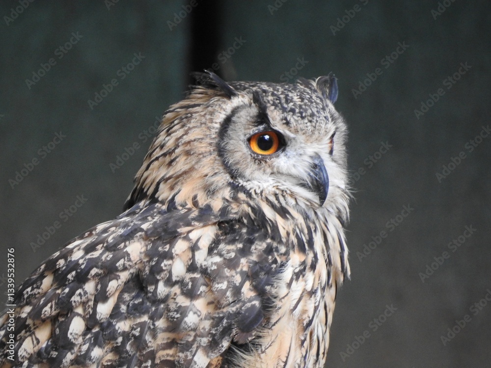 A majestic owl with striking orange eyes and intricate feather patterns. A majestic owl with striking orange eyes and intricate feather patterns.