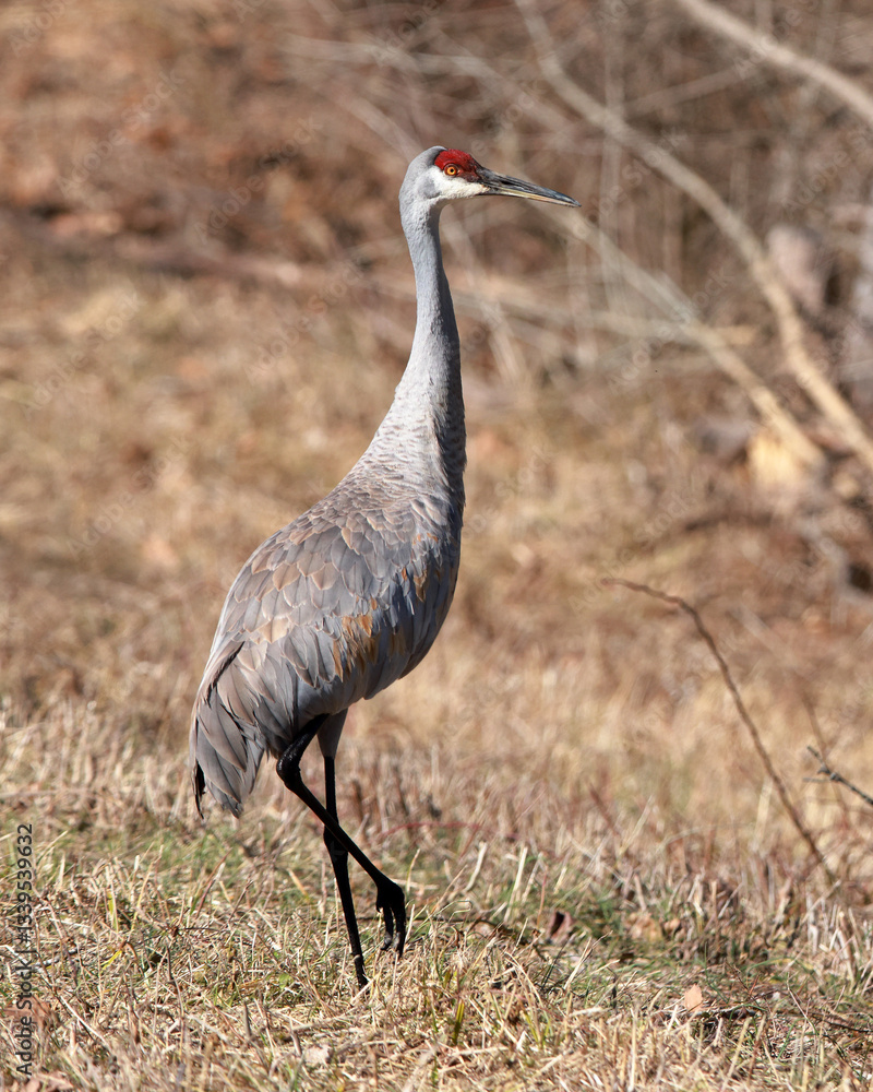 Obraz premium One magnificent Sandhill Crane walking on brown grasses.