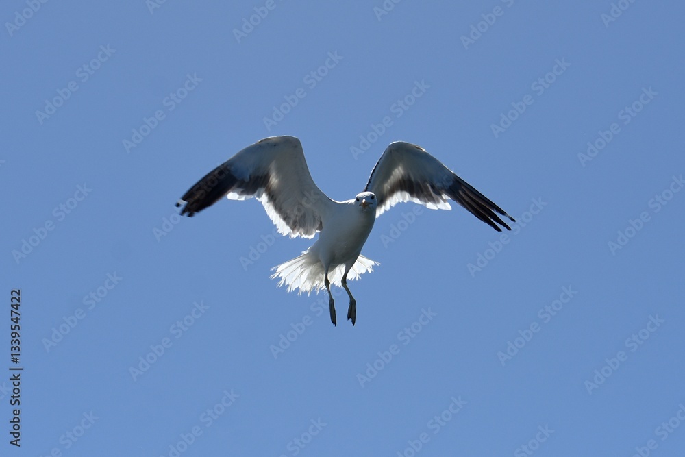 Obraz premium fliegende Möwe in Walvisbay