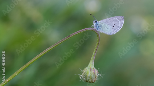 Wallpaper Mural flowers and butterfly in natural life Torontodigital.ca