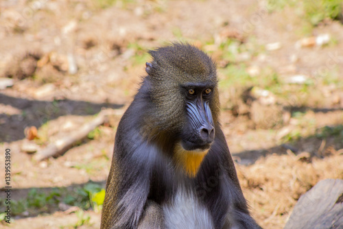 Obraz na płótnie Mandrill Female Closeup