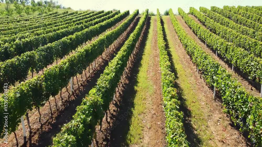 Exploring a Sunny Vineyard with Rows of Lush Grapes in Full Bloom Exploring a Sunny Vineyard with Rows of Lush Grapes in Full Bloom