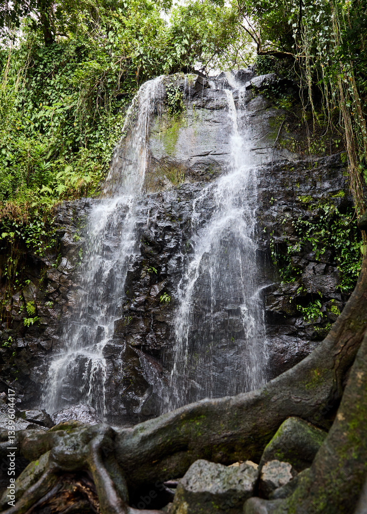 Obraz premium waterfall in the forest