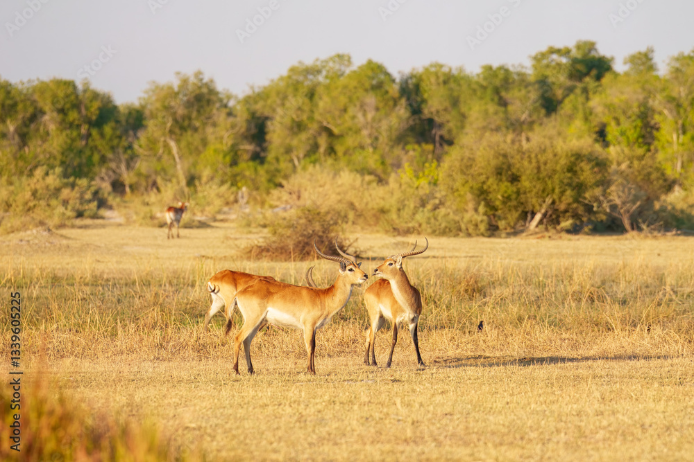 Lechwe, Kobus leche, antelope in the golden grass wetlands. Lechve running in the river water, Okavango delta, Botswana in Africa. Wildlife scene from nature. Lechwe, Kobus leche, antelope in the golden grass wetlands. Lechve running in the river water, Okavango delta, Botswana in Africa. Wildlife scene from nature.