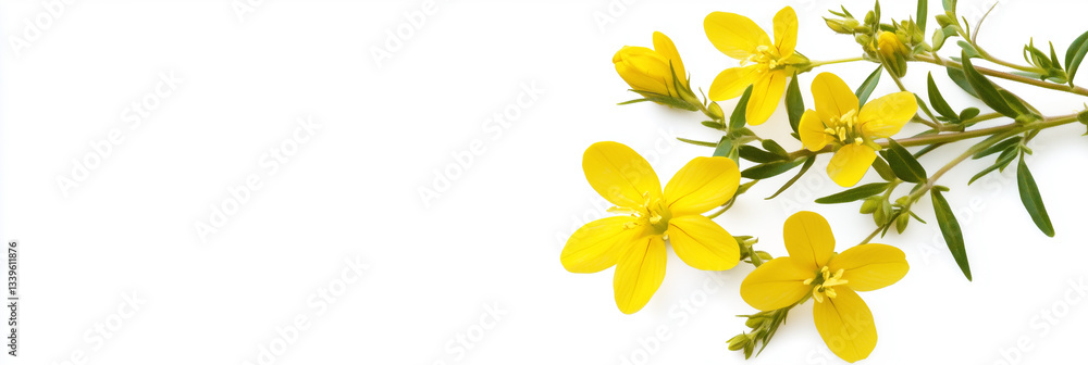 St. Johns Wort with copy space, photorealistic St. Johns Wort flower, isolated on white