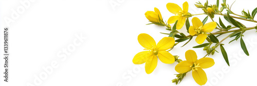 Obraz na płótnie St. Johns Wort with copy space, photorealistic St. Johns Wort flower, isolated on white w salonie