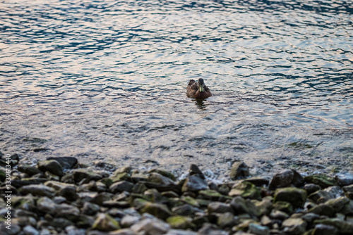 Duck on Lake Como , Italy
