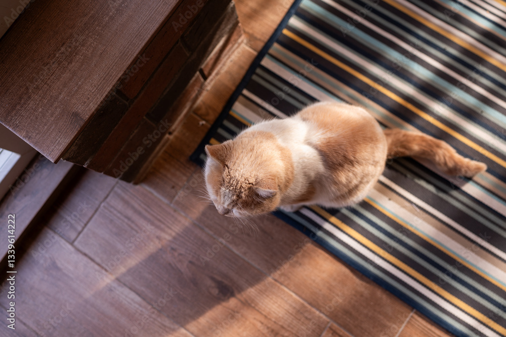 A red-haired, brutal domestic fluffy cat living in a private sector outside the city is sitting on a striped rug. Top view. Pets. A red-haired, brutal domestic fluffy cat living in a private sector outside the city is sitting on a striped rug. Top view. Pets.