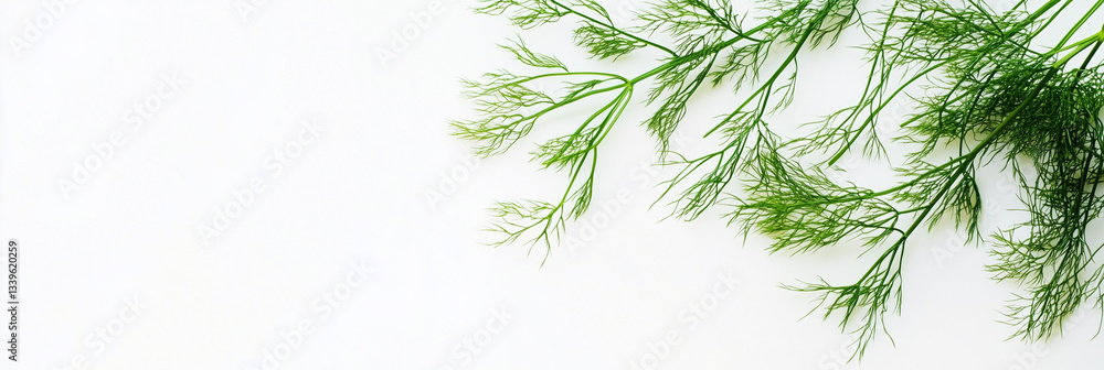 Photorealistic Fennel, copy space plant, isolated on white Fennel Photorealistic Fennel, copy space plant, isolated on white Fennel