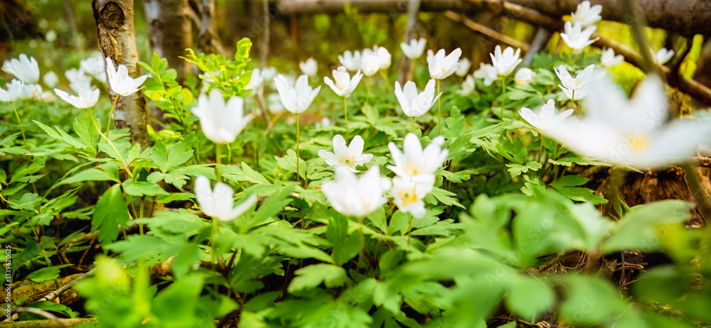 Spring white anemone flowers bloom in forest, awakening nature with vivid hues, spring flowers in forest, spring lush greens. Nature beauty and seaso concept. Spring white anemone flowers bloom in forest, awakening nature with vivid hues, spring flowers in forest, spring lush greens. Nature beauty and seaso concept.