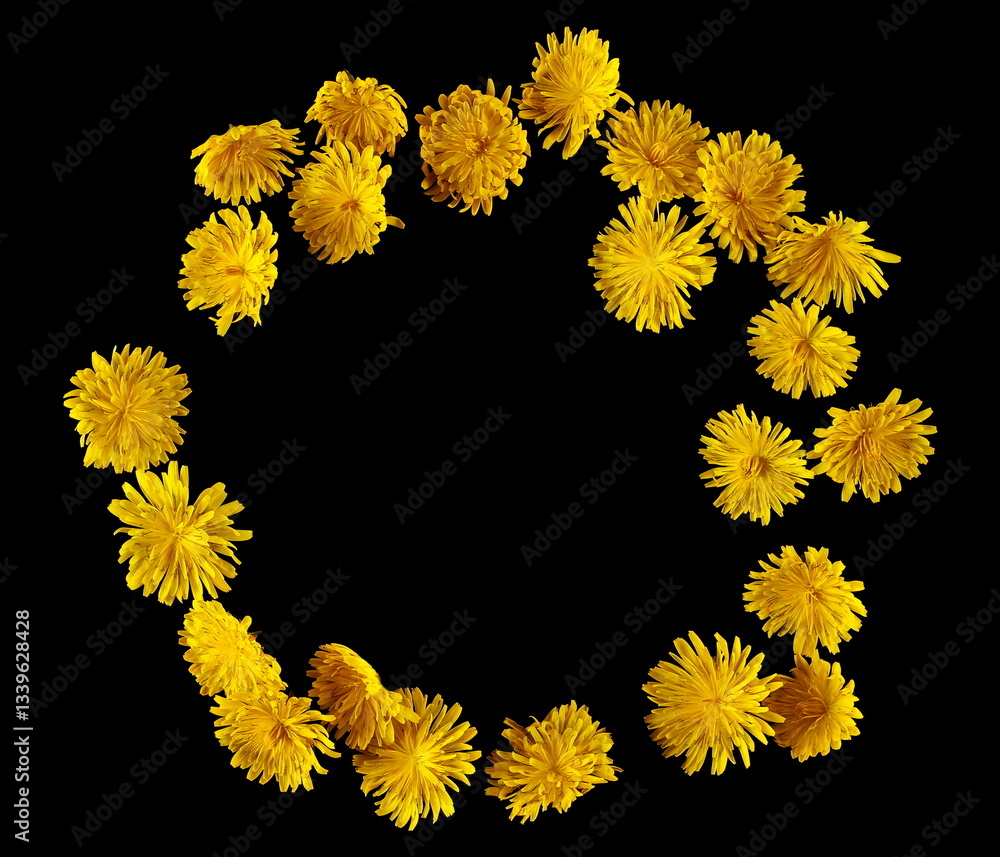 Dandelion yellow flowers frame isolated on black, Taraxacum officinale, clipping path Dandelion yellow flowers frame isolated on black, Taraxacum officinale, clipping path