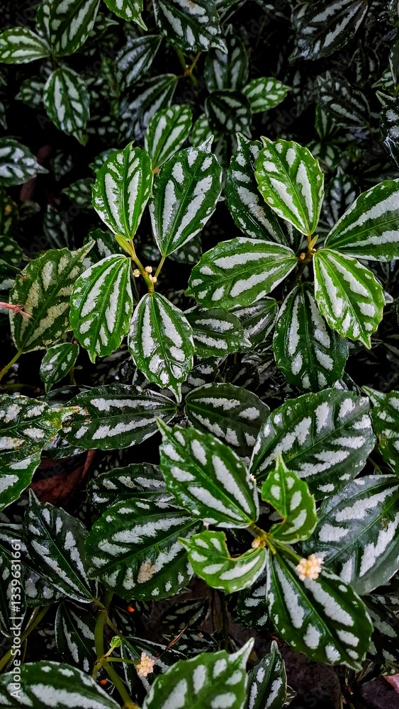 Peperomia Puteolata (Parallel Peperomia) plant. The ornamental plants that are planted in the yard area of a house, garden or room. Peperomia Puteolata (Parallel Peperomia) plant. The ornamental plants that are planted in the yard area of a house, garden or room.