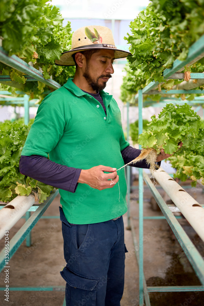 Obraz premium Farmer harvesting hydroponic lettuce in greenhouse