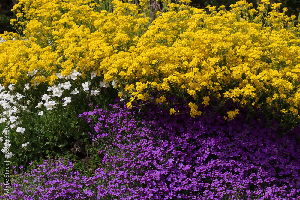 Blütenteppich, Garten, Pflanzen