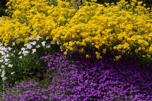 Obraz na płótnie Blütenteppich, Garten, Pflanzen w salonie