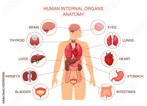 Human body internal organs. Infographic poster with liver and kidneys, brain and eye, lungs and heart. Anatomy system diagram with names isolated. Vector illustration
