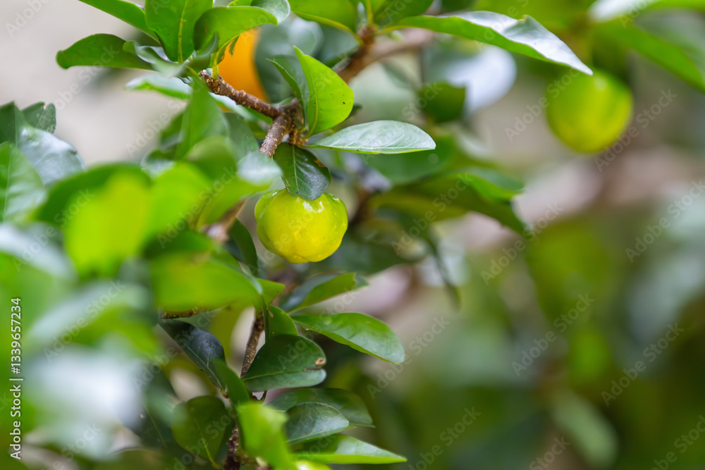 Aceroleira com fruta. Acerola. Brasil. Aceroleira com fruta. Acerola. Brasil.